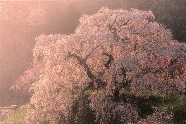 Cây hoa anh đào ‘nhỏ lệ’ ở Nhật cuốn hút bởi sự thơ mộng như bước ra từ tranh vẽ - 4
