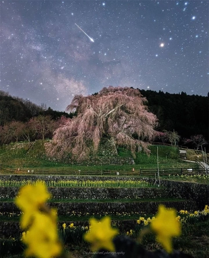 Cây hoa anh đào ‘nhỏ lệ’ ở Nhật cuốn hút bởi sự thơ mộng như bước ra từ tranh vẽ - 5