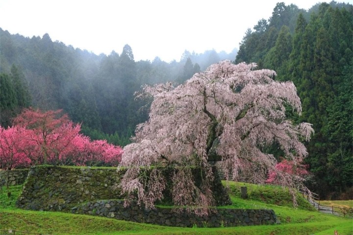 Cây hoa anh đào ‘nhỏ lệ’ ở Nhật cuốn hút bởi sự thơ mộng như bước ra từ tranh vẽ - 6