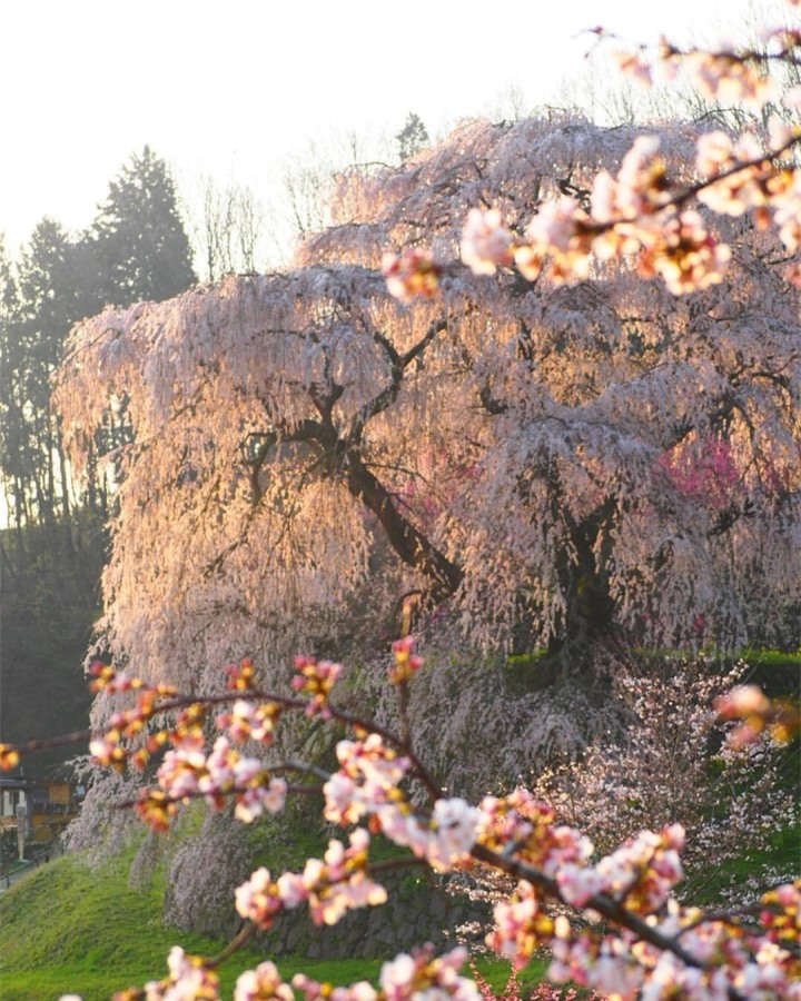 Cây hoa anh đào ‘nhỏ lệ’ ở Nhật cuốn hút bởi sự thơ mộng như bước ra từ tranh vẽ - 7