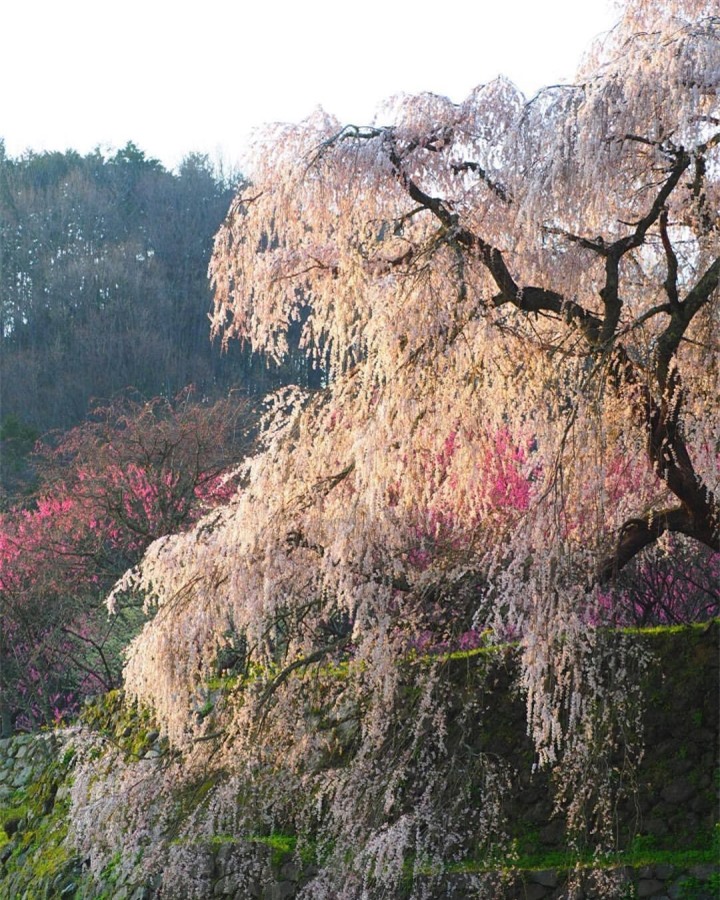 Cây hoa anh đào ‘nhỏ lệ’ ở Nhật cuốn hút bởi sự thơ mộng như bước ra từ tranh vẽ - 8