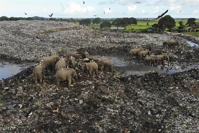Đau lòng hình ảnh đàn voi 'chết dần chết mòn' vì phải ăn rác thải nhựa ở bãi rác ảnh 1