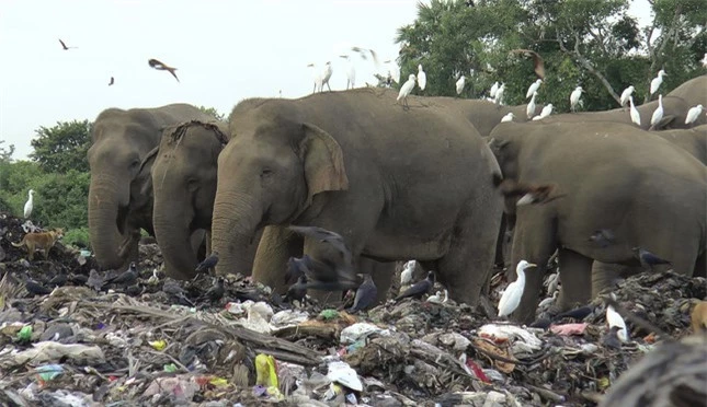 Đau lòng hình ảnh đàn voi 'chết dần chết mòn' vì phải ăn rác thải nhựa ở bãi rác ảnh 2