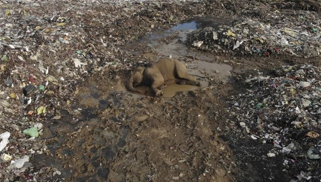 Đau lòng hình ảnh đàn voi 'chết dần chết mòn' vì phải ăn rác thải nhựa ở bãi rác ảnh 4