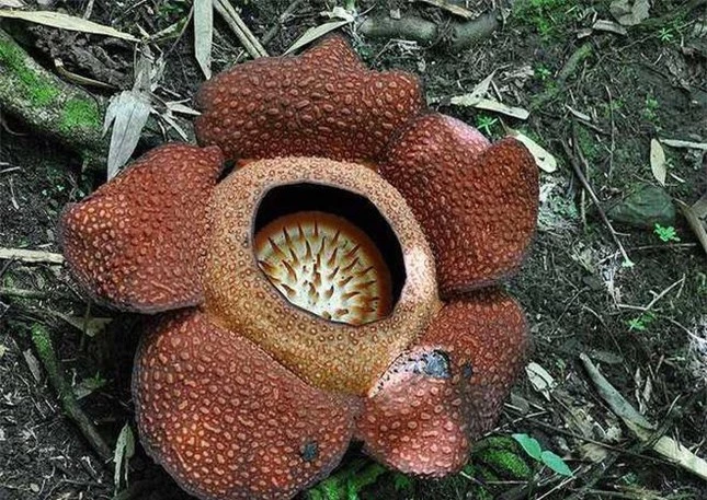 Khám phá thiên nhiên kỳ thú: Rafflesia – loài hoa xác chết khổng lồ ảnh 1