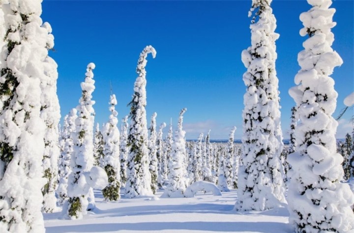 Khu rừng tuyết đẹp đến mê hồn ngỡ như lạc vào thế giới của Nữ hoàng băng giá - 3