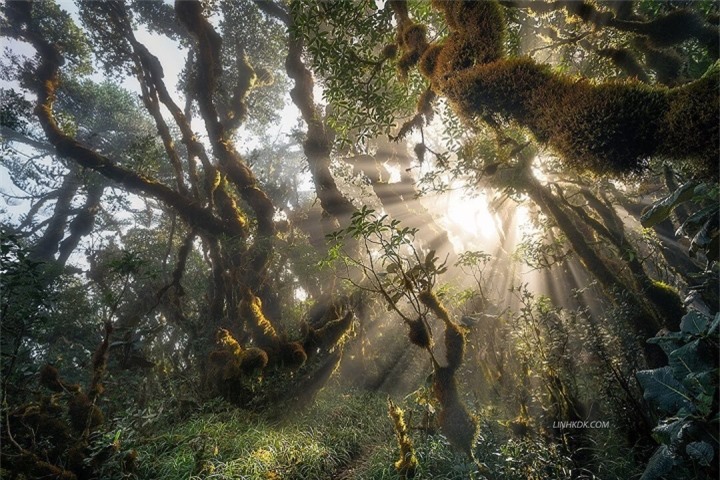 Ở Việt Nam cũng có một khu rừng đẹp huyền bí tựa bối cảnh phim xứ thần tiên  - 1