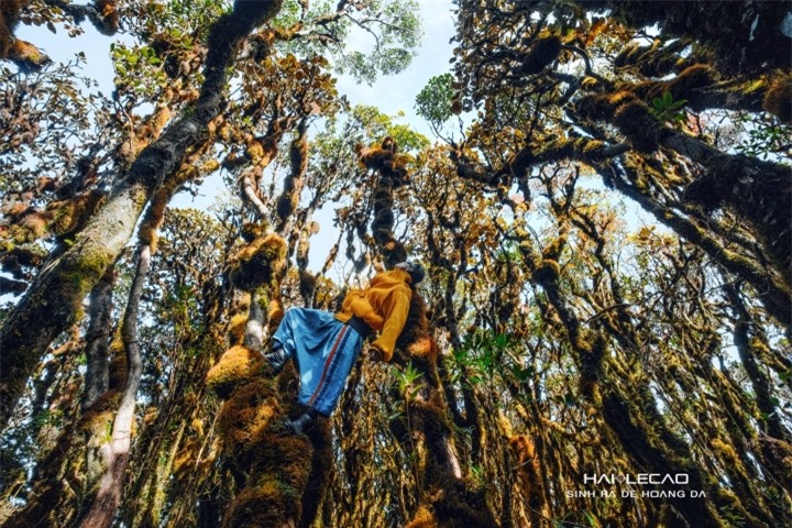Ở Việt Nam cũng có một khu rừng đẹp huyền bí tựa bối cảnh phim xứ thần tiên  - 6