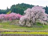 Cây hoa anh đào ‘nhỏ lệ’ ở Nhật cuốn hút bởi sự thơ mộng như bước ra từ tranh vẽ