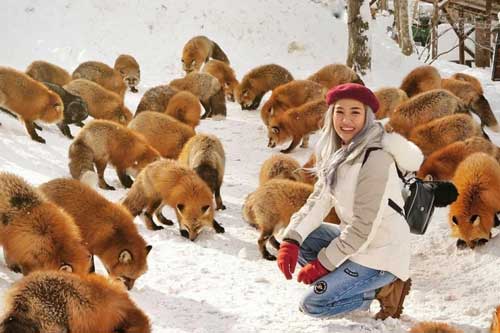 Thỏa thích đùa nghịch cùng cả ‘bộ tộc’ cáo tại ngôi làng hồ ly có 1-0-2