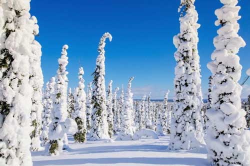 Khu rừng tuyết đẹp đến mê hồn ngỡ như lạc vào thế giới của Nữ hoàng băng giá