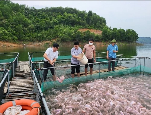 Mẻ cá diêu bông đầu tiên thu hoạch ở hồ Ngàn Trươi, Cầm Trang, huyện Vũ Quang được áp dụng mô hình nuôi các nước ngọt của Khuyến nông