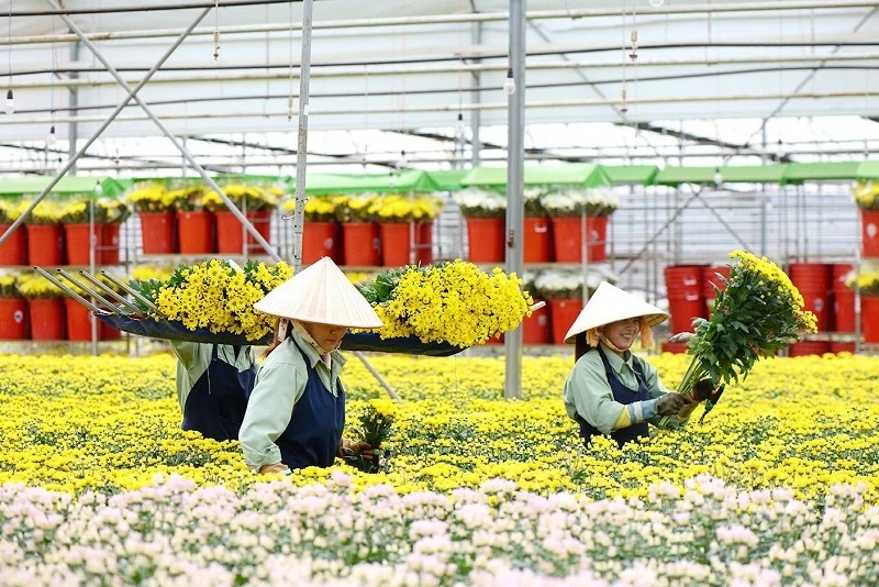 Thu hoạch hoa tại Công ty Dalat Hasfarm.