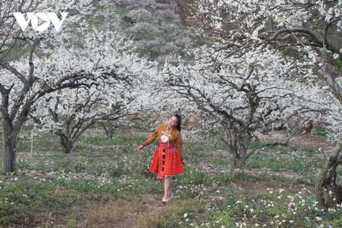 Sắc trắng tinh khôi gọi xuân về trên cao nguyên Mộc Châu