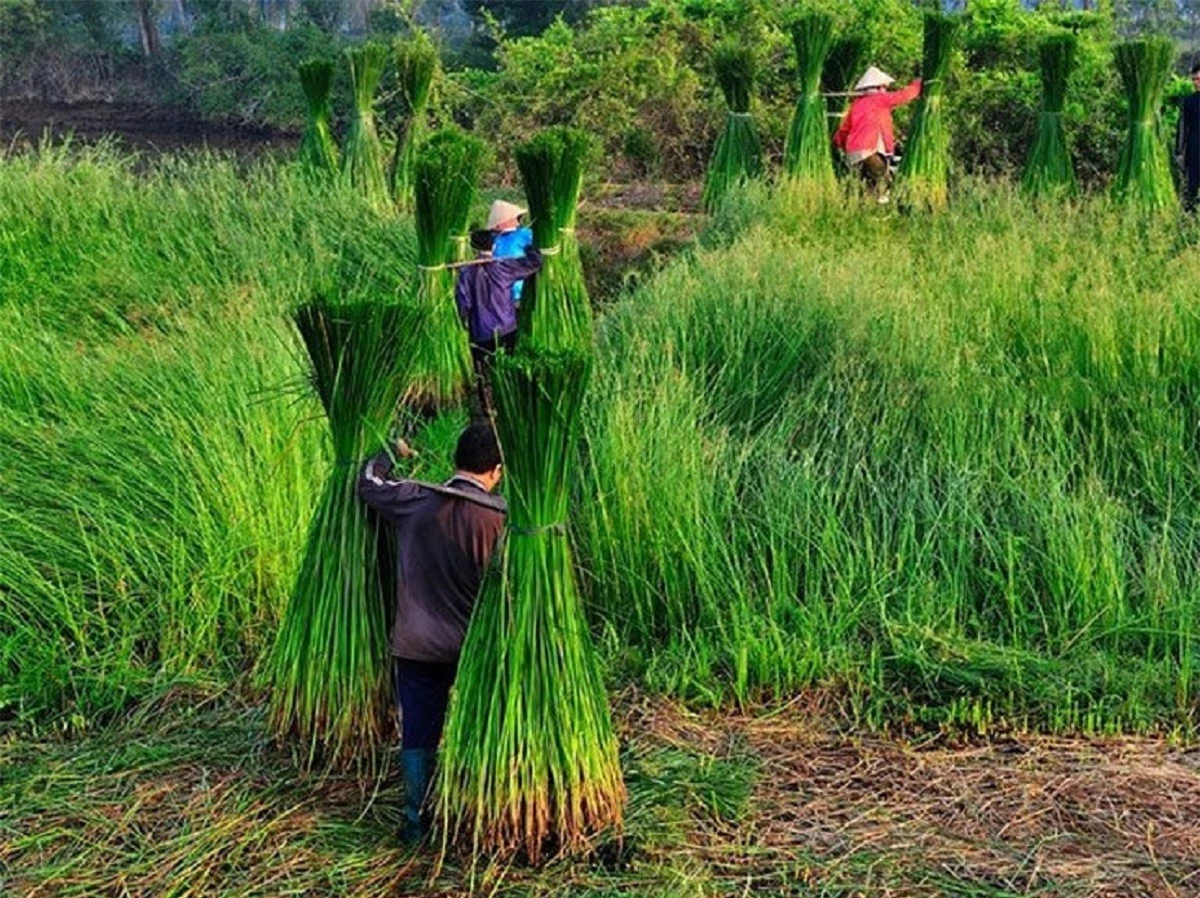 Khám phá làng dệt chiếu đầy màu sắc hơn trăm tuổi ở Phú Yên - Ảnh 2