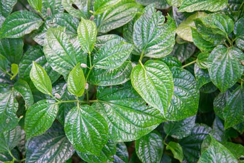 Lấy 1 nắm lá lốt kết hợp với thứ này: Đau cổ vai gáy, nhức mỏi xương khớp lâu ngày cũng đỡ