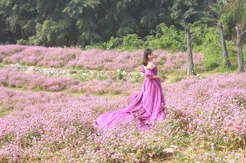 Lạc vào thảo nguyên hoa cổ tích giữa lòng Hà Nội