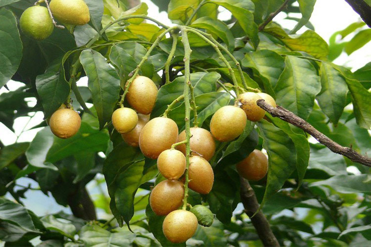 Loại quả xưa chín rụng đầy gốc, giờ thành đặc sản chị em ưa chuộng, công dụng tuyệt vời