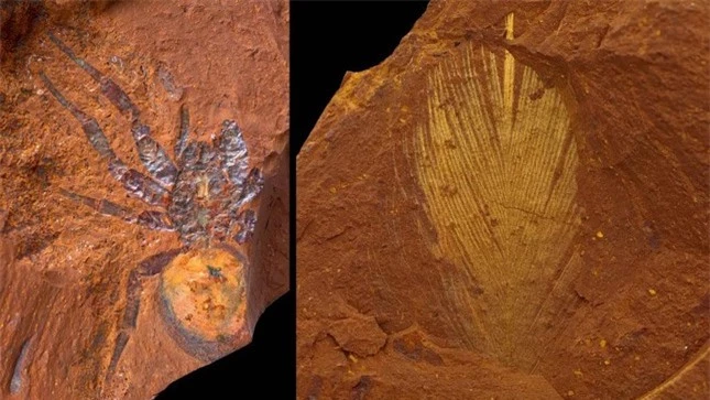 Hóa thạch hiếm và mỏng manh được tìm thấy tại một địa điểm bí mật ở Úc ảnh 1