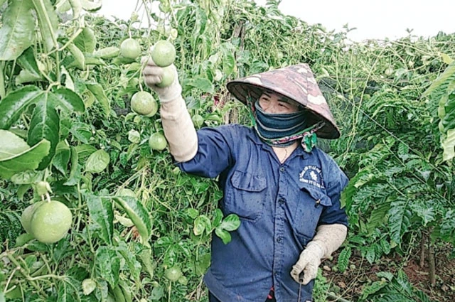 Bên cạnh mục tiêu phát triển kinh doanh, các DN tạo tác động xã hội hướng đến việc đem lại những tác động tích cực cho cộng đồng và xã hội