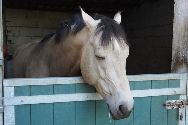 Tại sao ngựa lại ngủ đứng?