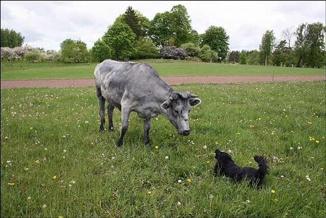 Những con bò xanh độc lạ trở thành biểu tượng văn hóa