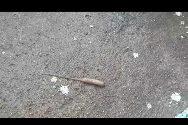 Sinh vật lạ người tròn lẳn như sâu nhưng mọc thêm đuôi chuột khiến cộng đồng mạng kinh hãi