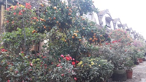 Chiều tối 29 Tết, đào quất xả hàng ồ ạt nhưng vẫn ế ấm