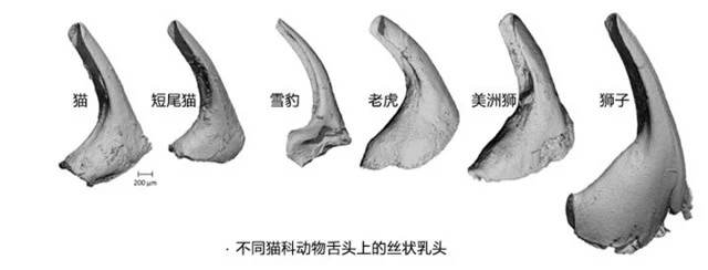 Bị hổ liếm có thể bị thương, “ngạnh” trên lưỡi hổ có uy lực đến vậy? - Ảnh 5.