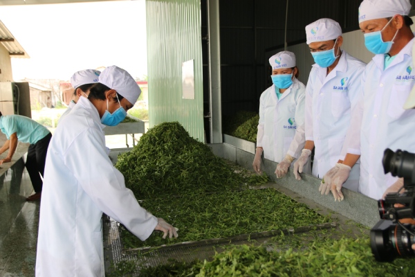 Dược liệu quý "nở hoa" trên cát trắng