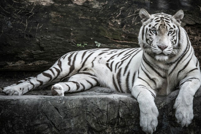 Bỏ qua lan đột biến đi, hổ đột biến mới thực sự quý!