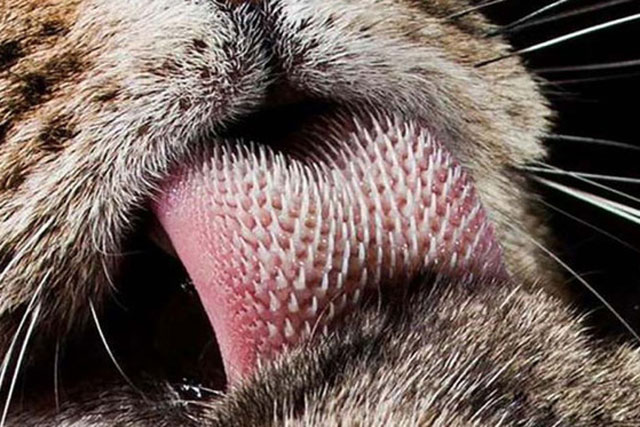 Bị hổ liếm có thể bị thương, “ngạnh” trên lưỡi hổ có uy lực đến vậy?