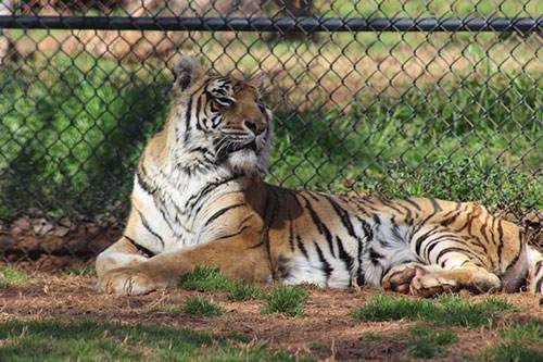 Những kỷ lục 'khủng' về loài hổ trên thế giới