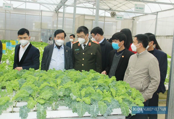 Các đại biểu tham quan khu vực nhà màng trồng rau tại Queen Farm.
