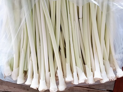 Làm giàu nhờ mô hình trồng bồn bồn kết hợp nuôi cá nước ngọt