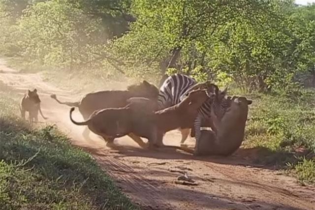 Bầy sư tử hành hạ ngựa vằn để dạy con cách săn mồi ảnh 1