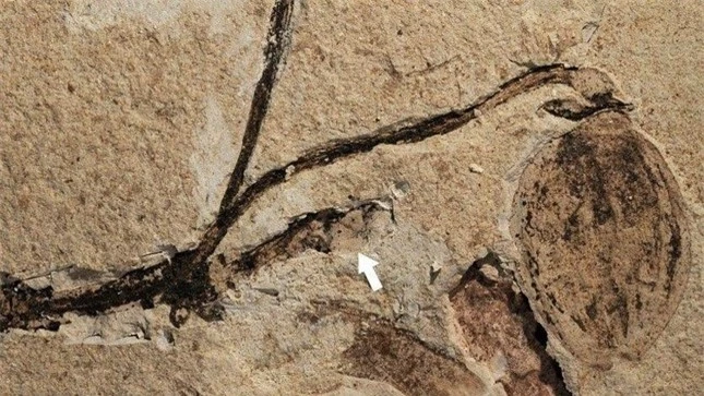 Hóa thạch thực vật 164 triệu năm tuổi, di tích lâu đời nhất về chồi hoa ảnh 1
