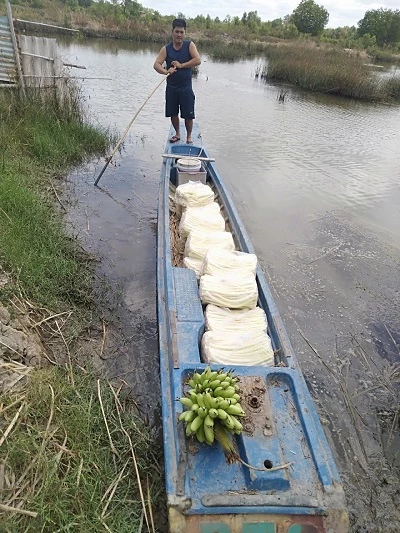 Thu hoạch bồn bồn .