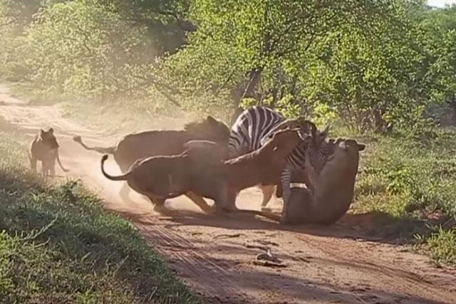 Bầy sư tử hành hạ ngựa vằn để dạy con cách săn mồi