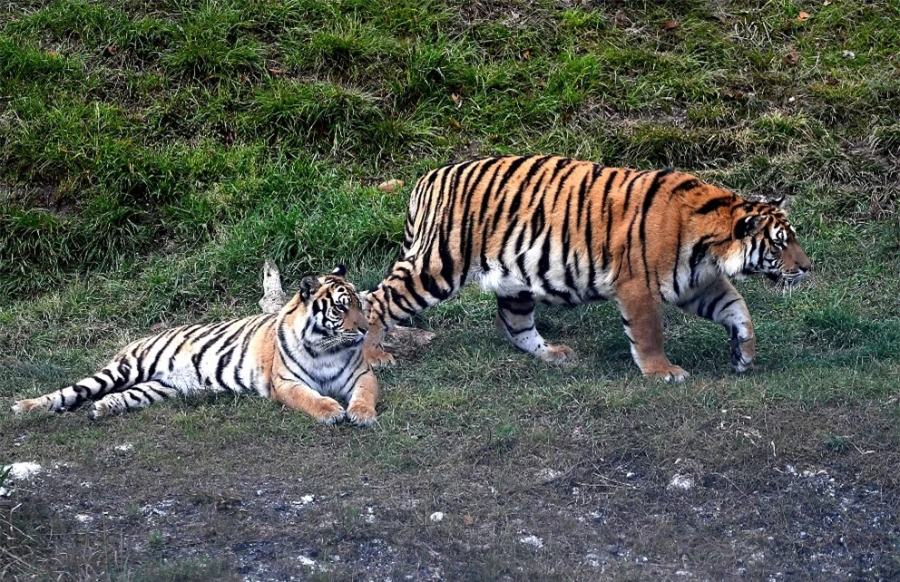 Loài hổ Hoa Nam quý hiếm nhất hành tinh: Lãnh thổ từng trải dài mênh mông khắp đại lục, gieo rắc nỗi kinh sợ cho vô số ngôi làng - Ảnh 10.