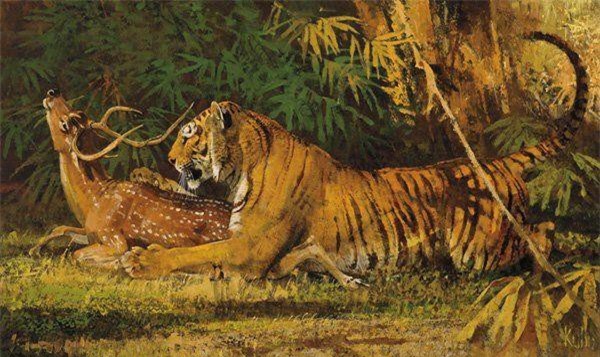 Nghịch lý lông hổ màu cam nổi bật nhưng lại giúp chúng dễ săn mồi ảnh 1