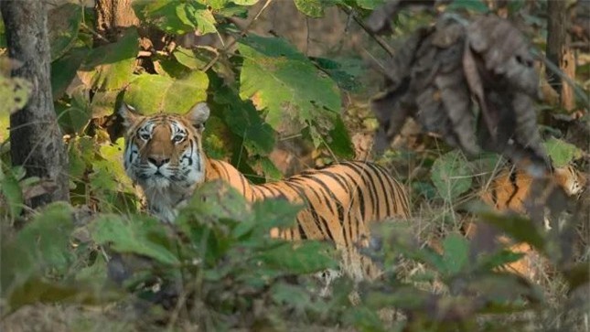 Nghịch lý lông hổ màu cam nổi bật nhưng lại giúp chúng dễ săn mồi ảnh 3
