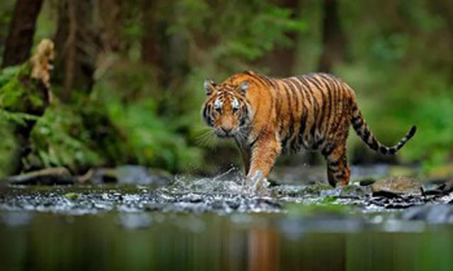 Nghịch lý lông hổ màu cam nổi bật nhưng lại giúp chúng dễ săn mồi