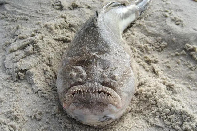 Những phát hiện kỳ lạ nhất dưới đáy đại dương