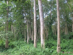 Ngành lâm nghiệp đặt mục tiêu nâng giá trị xuất khẩu lên 20 tỷ USD