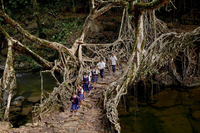Thay vì bị phá hủy theo thời gian, những cây cầu sống này sẽ ngày càng phát triển và trở nên bền vững hơn