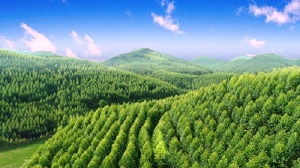 Khuyến khích phát triển ngành lâm nghiệp theo chuỗi khép kín