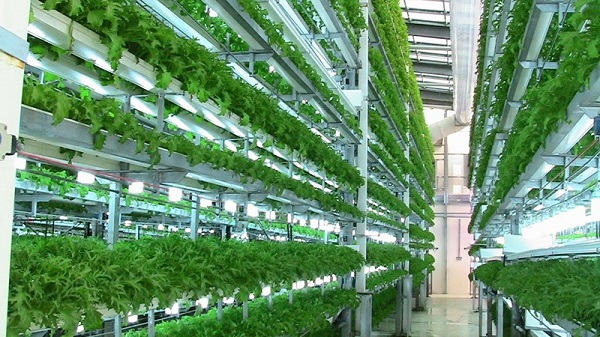 Khuyến khích doanh nghiệp nông nghiệp liên kết phát triển sản xuất quy mô lớn