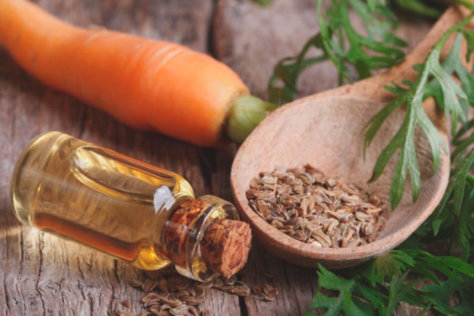 7 tác dụng tuyệt vời của tinh dầu hạt cà rốt với sức khỏe