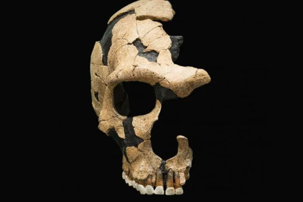 Những năng lực "siêu nhân" có thực từ người khác loài đã tuyệt chủng